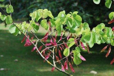 Cercis siliquastrum - zmarlika jidášova - plody